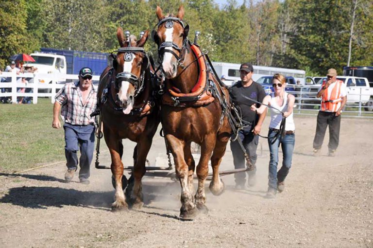 Wiikwemkoong Fall Fair fun for the whole herd