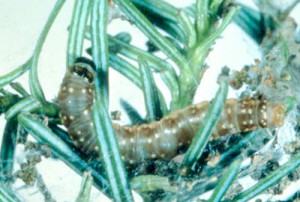 SBW-larva