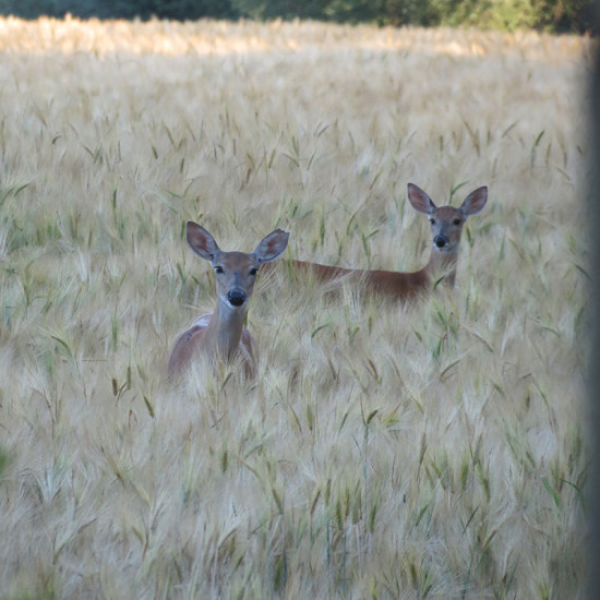 Quality Deer Management reforms on Manitoulin