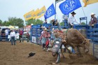 Rodeo–bull-riding-2