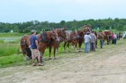 Rodeo–horse-pull