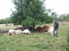 Dead-cows