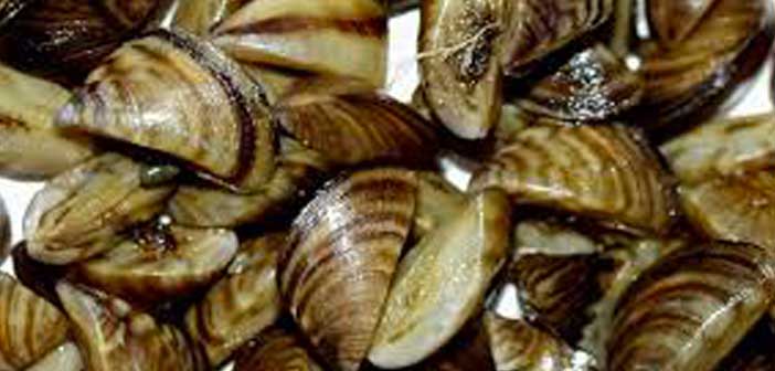 Invasive Species are on the rise in our lakes, but boaters can help stop them