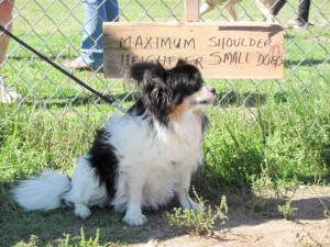 In the ‘small dog social,’ this wee guy is measured up before going into the park.
