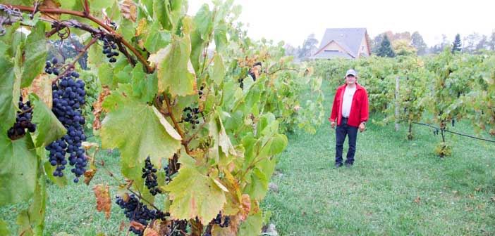 Angry Antlers vineyard plans on commercial vintage by 2016