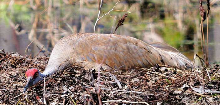 OFA agrees with Manitoulin group to lobby for managed hunt of sandhill cranes