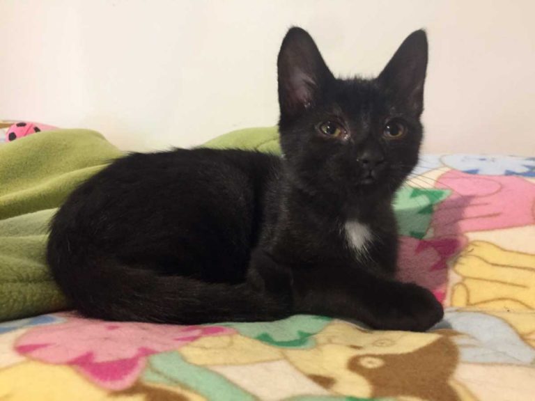 Alice is now available for adoption!