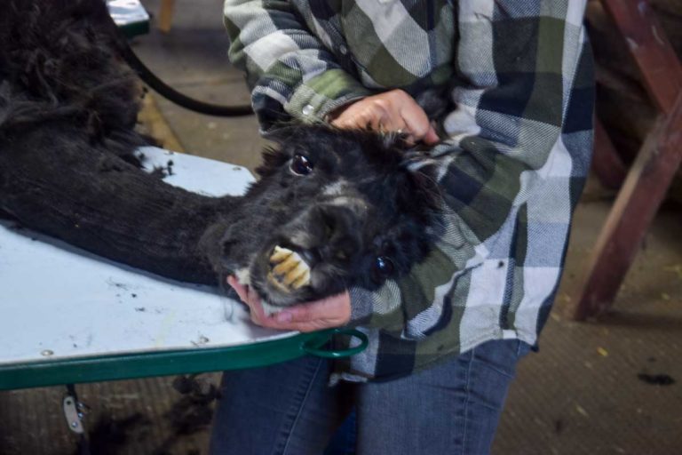 Summer has arrived on Manitoulin in sheared alpaca fashion