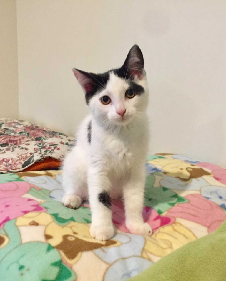 Anna is now available for adoption!