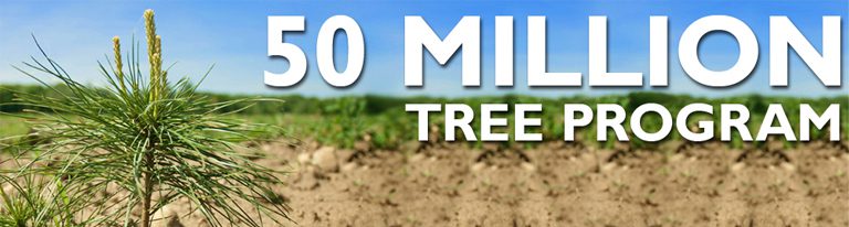 Looking to plant trees? Funding and planting help is delivered