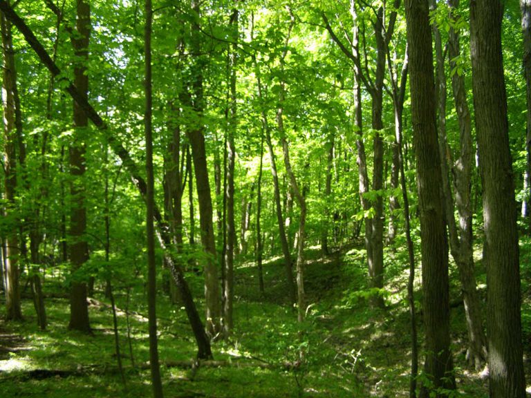 TEK Elders, First Nations to take feds to court over forest spraying