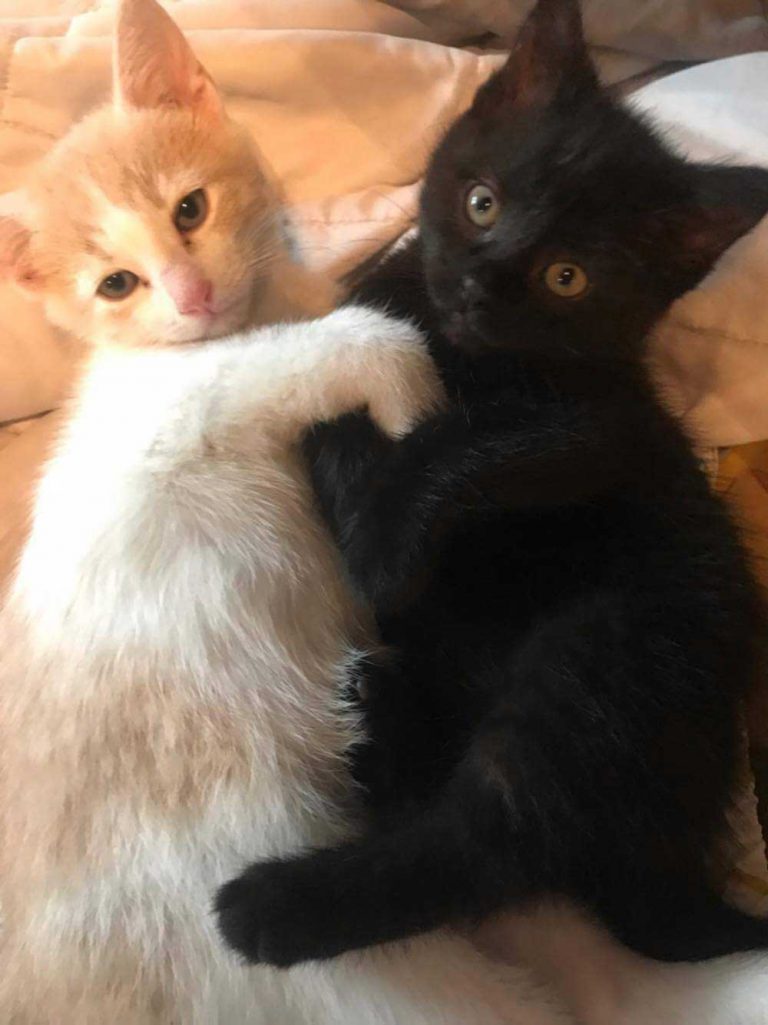 Bella and George are up for adoption!