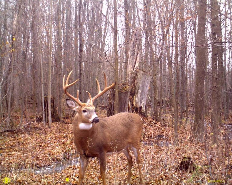 First week of Cockburn Island hunt successful for hunters