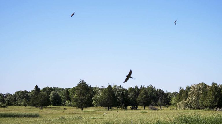 No expertise required, all skill levels can help with the Ontario Breeding Bird Atlas