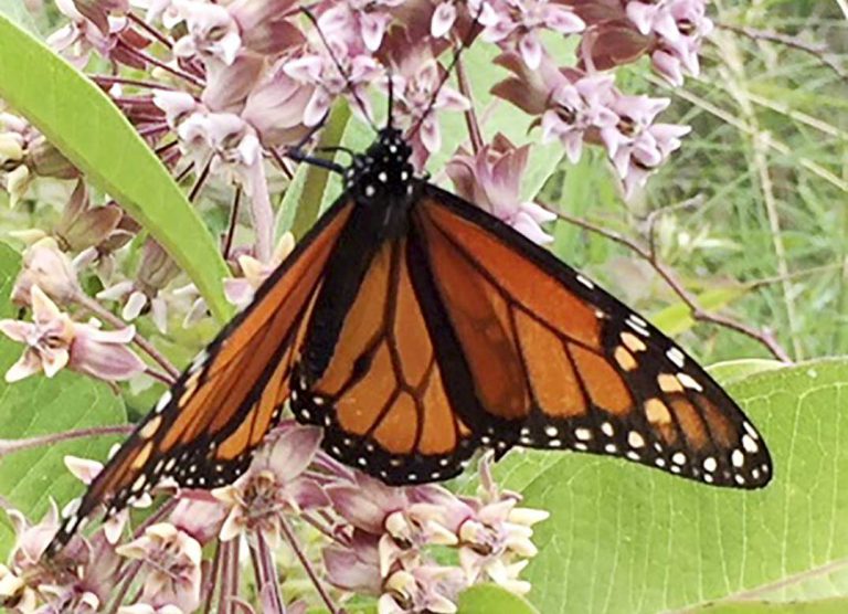 Monarch butterfly count this weekend