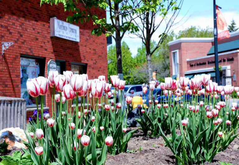 Canada 150 tulips blossom in Manitoulin Island gardens