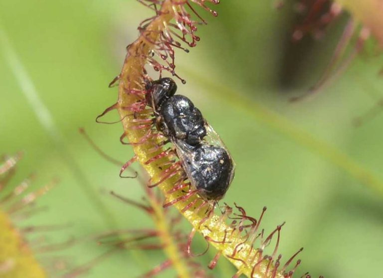 Manitoulin’s carnivorous plants