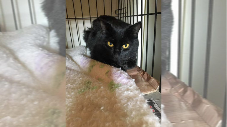 Overwhelmed pet rescues say pets not ideal Christmas gifts