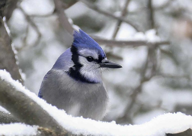 Annual Christmas bird count numbers lowest since 1985