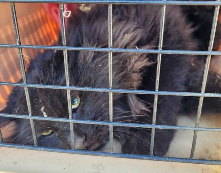 Cold temperatures bring a heart wrenching conclusion to some pet and stray rescues