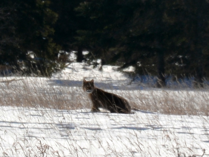 Is this a cougar? What do you think?