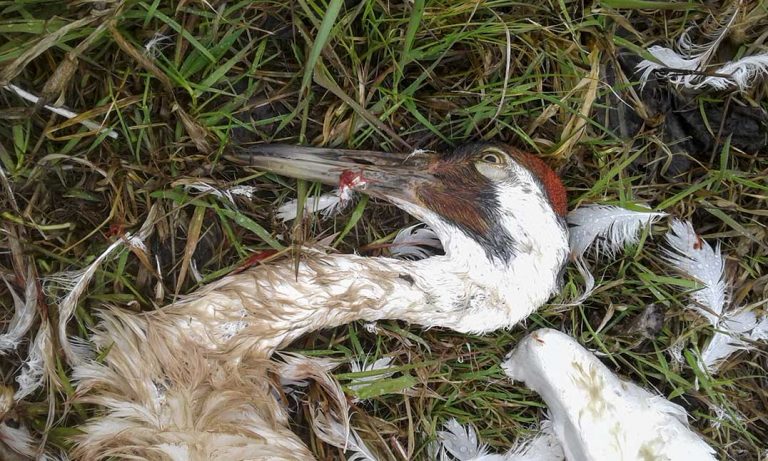 CRIME STOPPERS: Whooping crane  shot on Barrie Island deemed special case by federal government