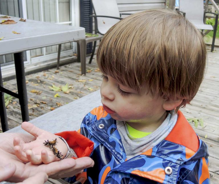 Manitoulin’s Cutest Critter: the milkweed tussock moth