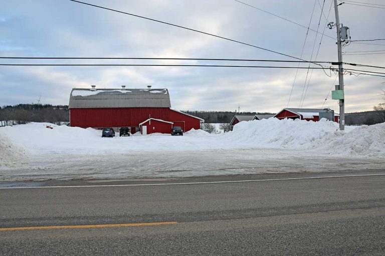 When mama cow is angry, steer clear