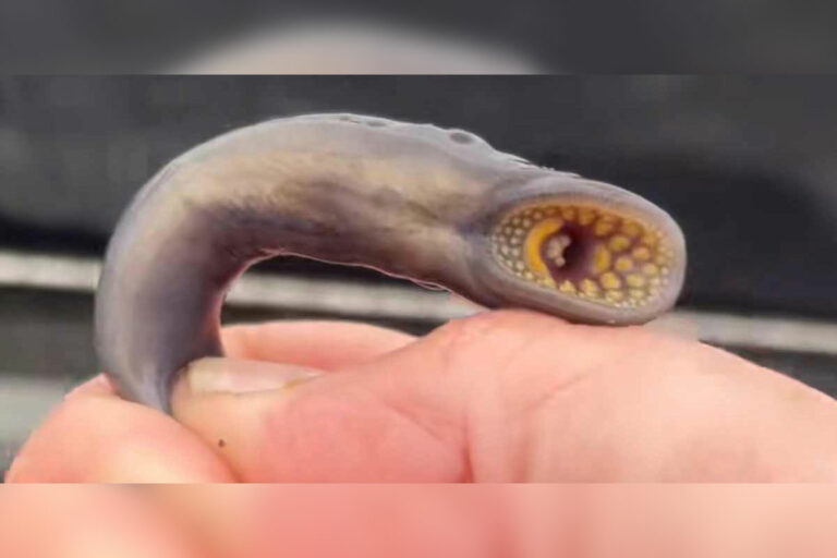 Sea lamprey controls back to normal post-COVID