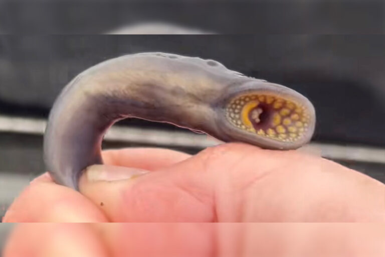 Vampire of the Great Lakes: Sea Lamprey surge threatens fisheries