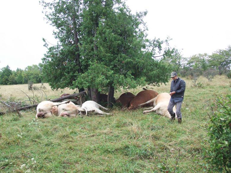 Provincial regulation on livestock losses to predators updated