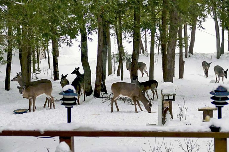 Heavy equipment accessed to help Island Deer Save