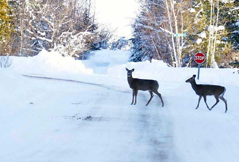Warm weather means deer are on the move