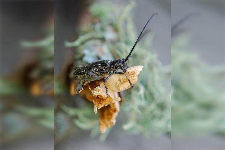 Entomologist solves mystery of haunting sounds heard in Island forests