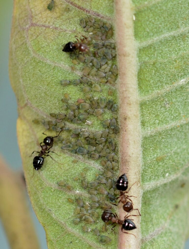 Manitoulin ants milk and tend ‘six-legged cows’—aphids