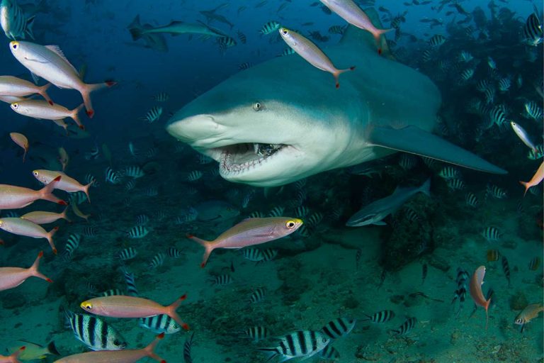 New pilot project to release freshwater sharks in Lake Huron to control invasive Asian carp species