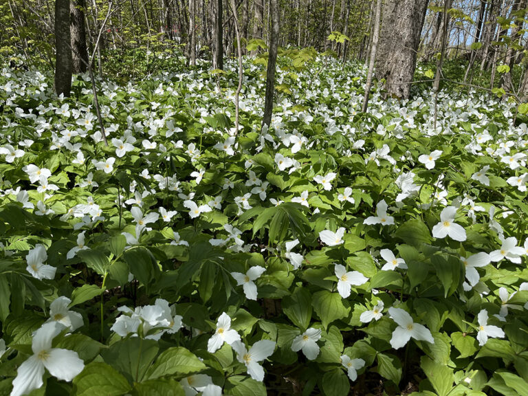 A TREAT OF TRILLIUMS