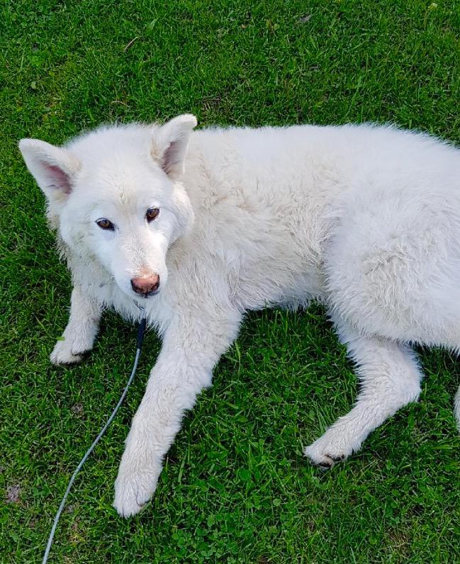 Family Dog Injured by Pellet Gun