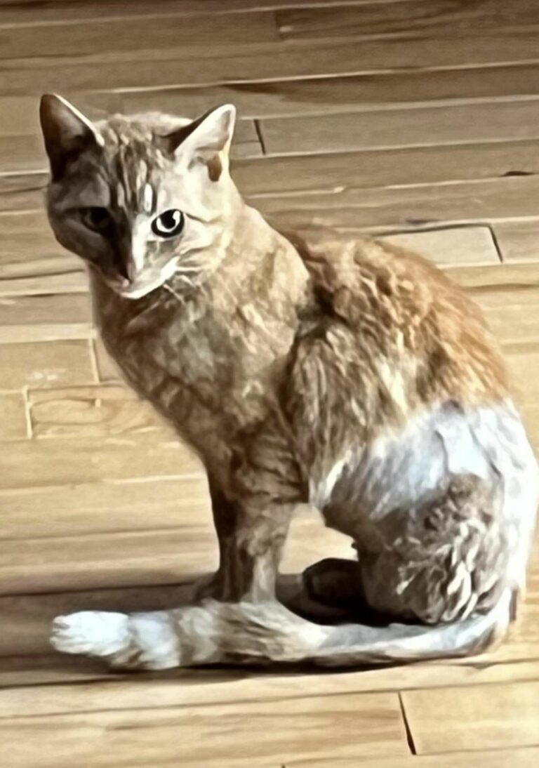 Gabby Giffords, Cat Survivor