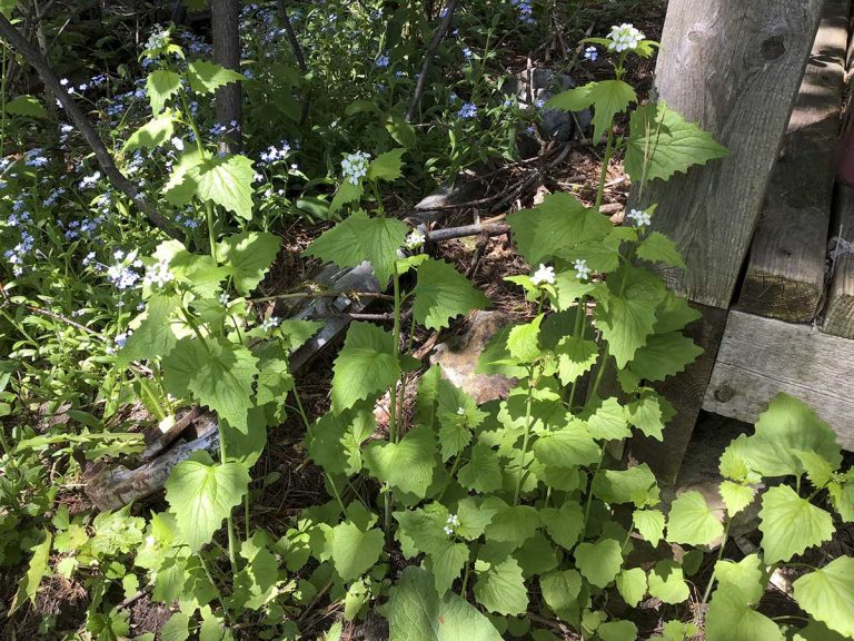 Invasive species alert: Garlic mustard is invading Manitoulin forests