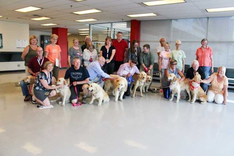 Golden retrievers get second chance in loving Manitoulin homes
