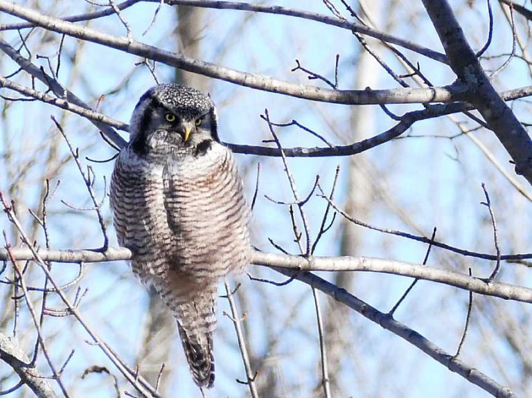Visiting northern hawk owl causes a stir among birding communityby Chris Bell MANITOULIN––The handsome bird seen in the accompanying photo is a northern hawk owl, and its presence on Manitoulin has caused quite a stir among the birding community of late. A medium-sized owl, it perches upright, leaning forward and raising its tail, looking very like a hawk, thus its name. When hunting, it does not rely on hearing but locates its prey by perching on a high tree or phone wire usually in open country with scattered trees. Without moving its body, it rotates its head and scans the ground until it spots a mouse. Then, flying very fast, it swoops down on the rodent. We have noticed this individual is very active, often flying quite a distance to a new perch. A diurnal hunter, it is most active in daylight. This one, the only hawk owl on the Island right now, has been seen in several locations along Highway 6 between Sheguiandah and Manitowaning. The owl, first spotted on February 24, has been here for a full month. John and Sharon Savage are keeping track of the bird and John has taken many excellent photographs. Other birders and photographers have got word of the owl and have travelled here to look for it. A licenced bird-bander from Lively, who specializes in owls, banded and released the owl on March 11. He said the bird was healthy with plenty of body fat, indicating it has been eating well. The northern hawk owl lives in the northern forests of North America, Europe and Asia. If food gets scarce there in its home territory, it will fly south in winter, sometimes as far as Manitoulin. This one is expected to return shortly to the north country. We have found very few hawk owls on Manitoulin in the last few years but prior to that three or four were reported most winters, and one year a pair stayed to nest in a hollow tree on Barrie Island and raised young. Other types of owls reported on Manitoulin this March are the great horned owl, barred owl, snowy owl and northern saw-whet owl. Short-eared owls are expected to arrive in the next few weeks. April is considered the best month of the year to hear owls, usually at night.