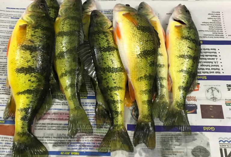 Get Reel in the North: March Perch
