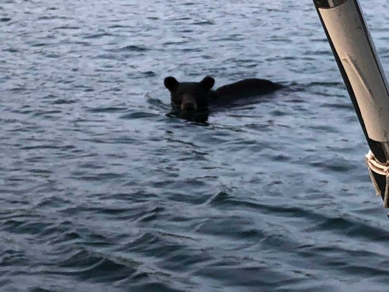 Hungry black bear boards four boats over three days