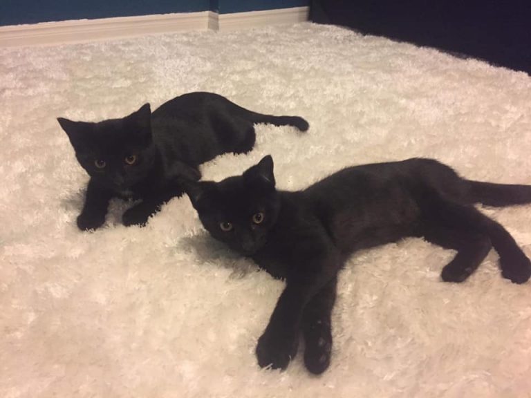 Ash and Coal are looking for their forever homes
