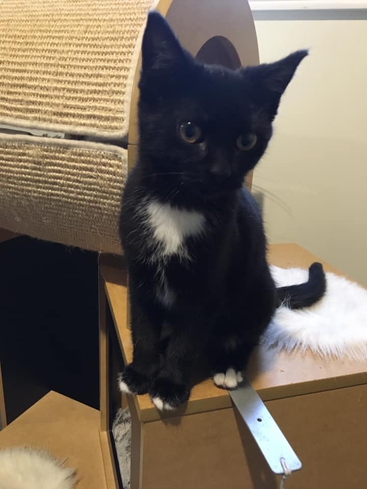 Susie is looking for her forever home for the holidays.