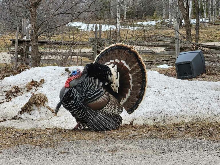 Natural Resources minister outlines options  in place for Billings’ wild turkey concerns
