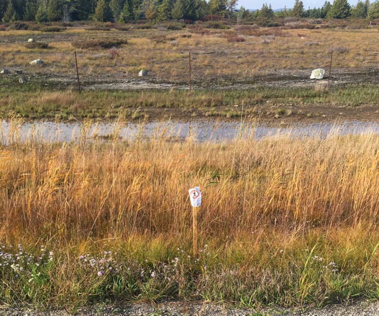 Eco-consultant shocked that Roundup used ineffectively, without notice