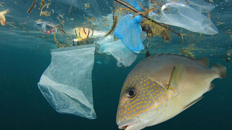 New federal and provincial funding for Experimental Lakes Area