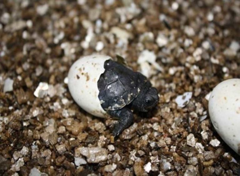 Rehabilitation and nest protection can positively impact local turtle populations